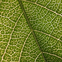 TIMR - Transformations Intégrées de la Matière Renouvelable